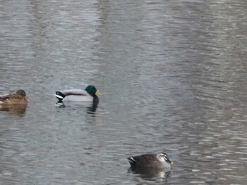 2022年1月8日(土) 沼津市 アクアプラザの野鳥観察記録