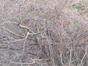 Bull-headed Shrike 沼津市 Sat, 1/8/2022