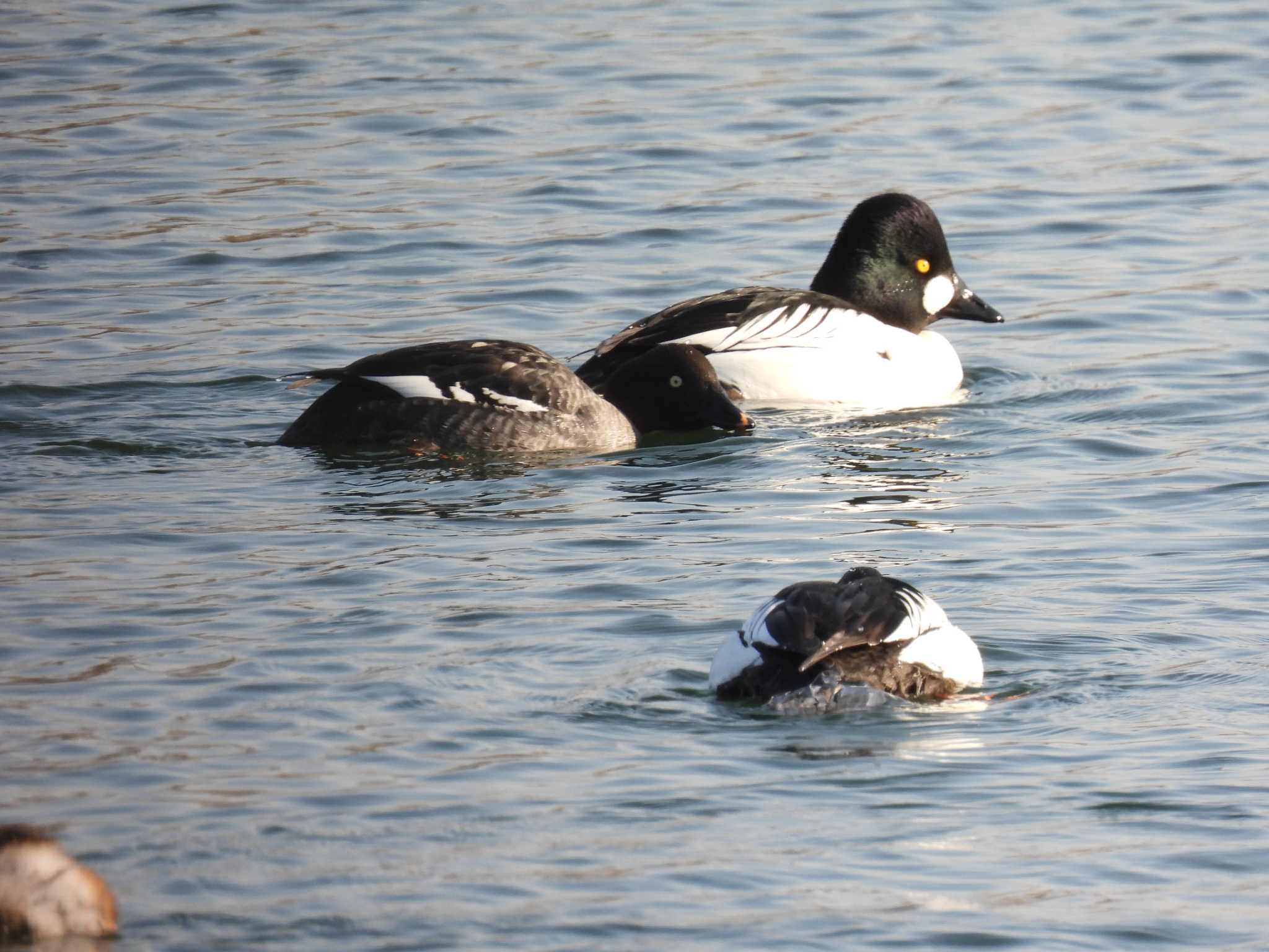 Common Goldeneye