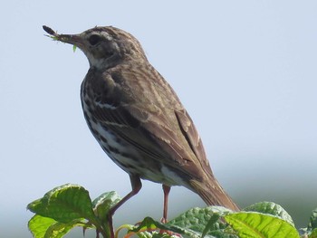 Olive-backed Pipit 浅草岳 Tue, 7/11/2017