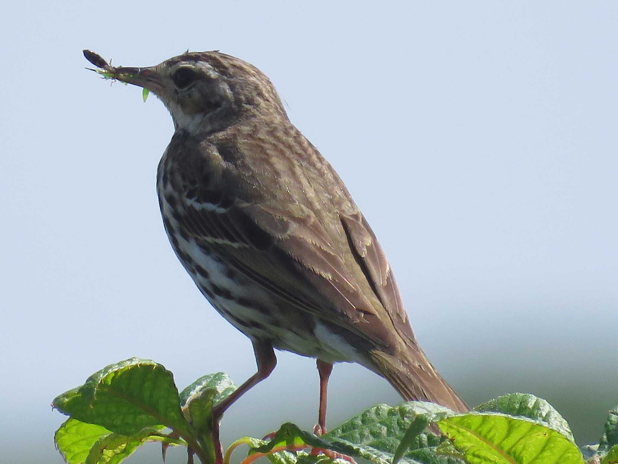 Photo of Olive-backed Pipit at 浅草岳 by Bo-zai