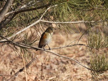 Red-flanked Bluetail 北京植物園(北京) Sat, 1/8/2022