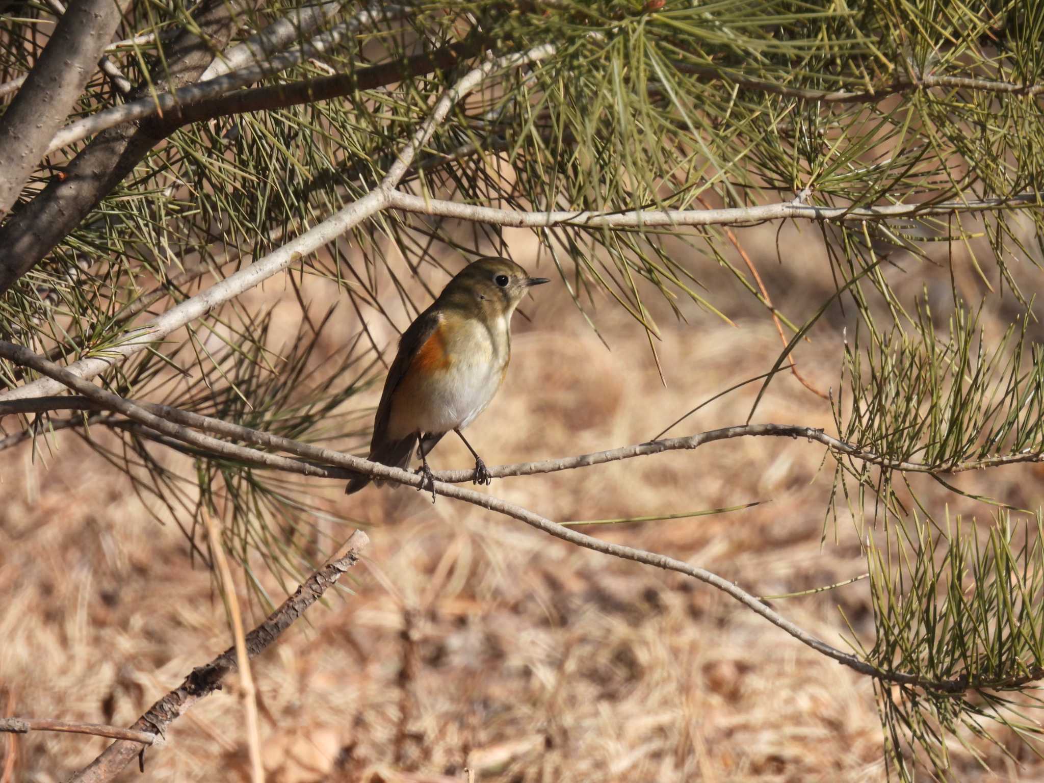 Red-flanked Bluetail