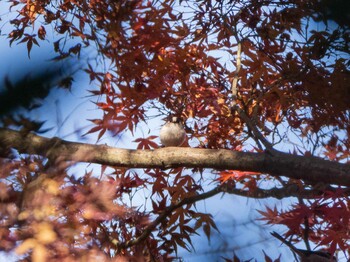 Long-tailed Tit Rikugien Garden Sun, 12/5/2021