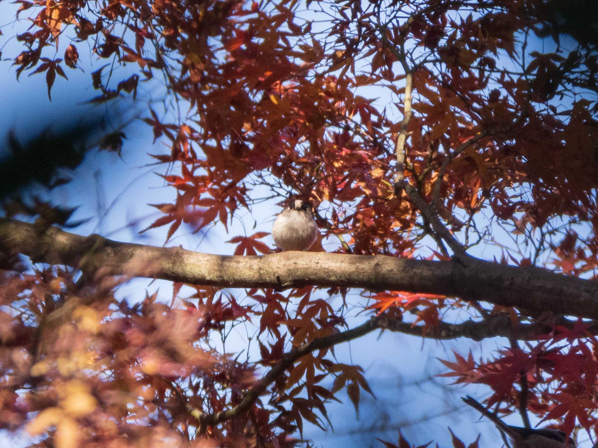 六義園 エナガの写真 by ryokawameister