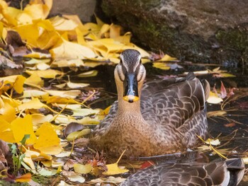 Eastern Spot-billed Duck Rikugien Garden Sun, 12/5/2021