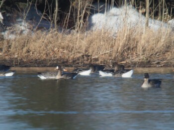 Greater White-fronted Goose Unknown Spots Sat, 1/8/2022