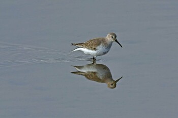 Dunlin 貞山堀 Sat, 1/8/2022