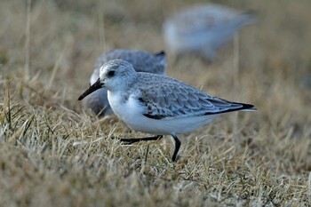 Sanderling 貞山堀 Sat, 1/8/2022