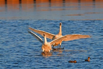 Whooper Swan 大沼(宮城県仙台市) Sat, 1/8/2022