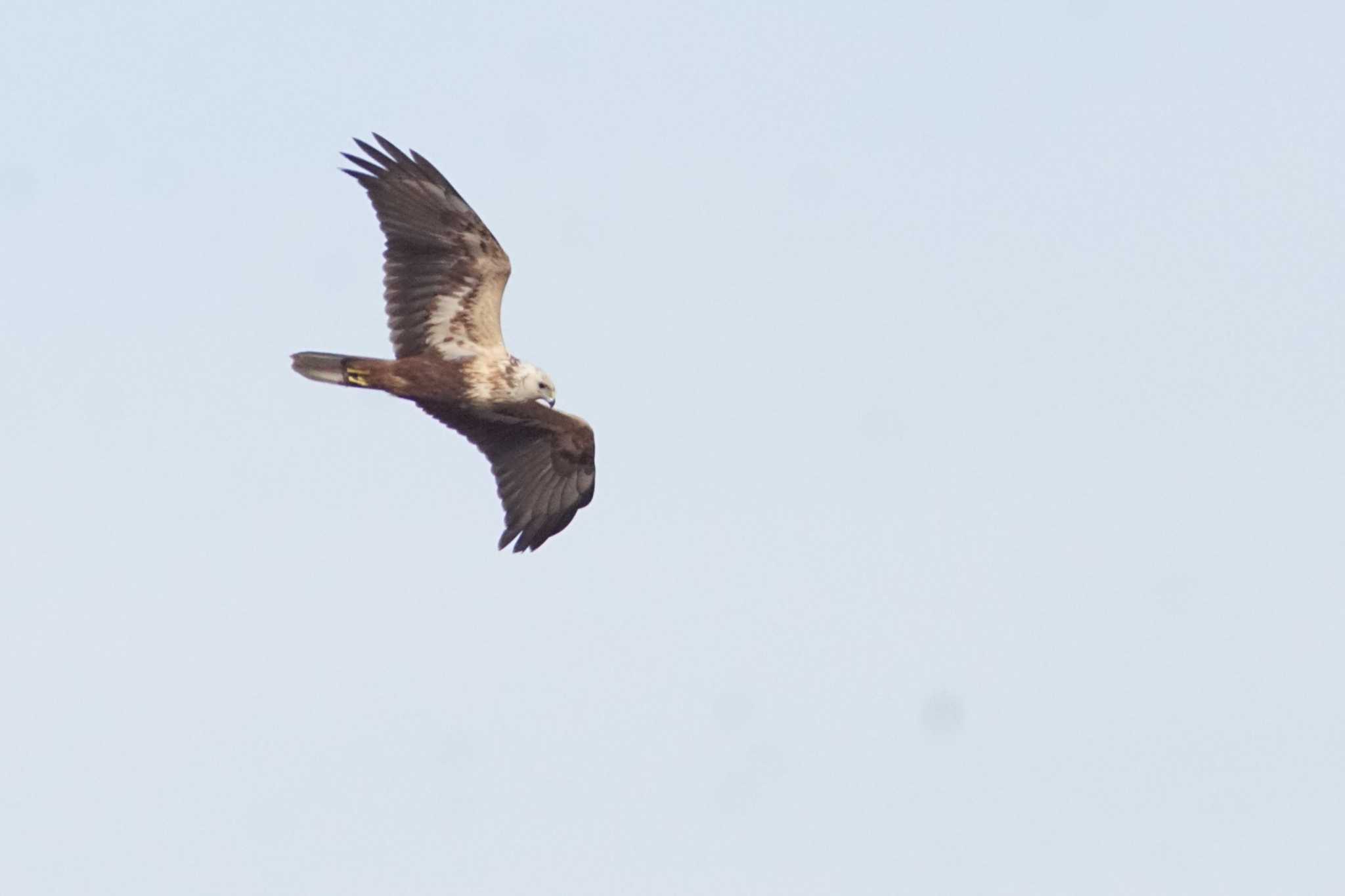 Eastern Marsh Harrier