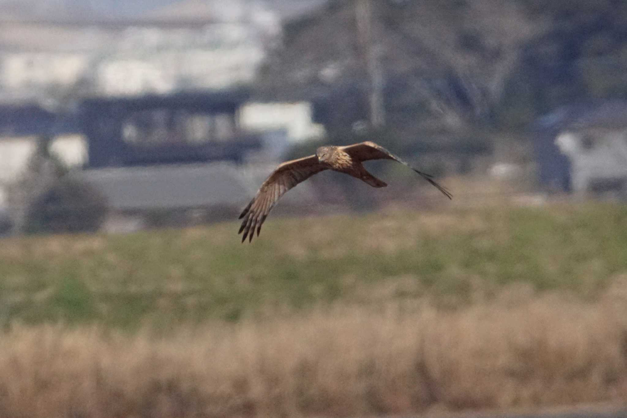 Photo of Eastern Marsh Harrier at 千葉県利根川 by bea