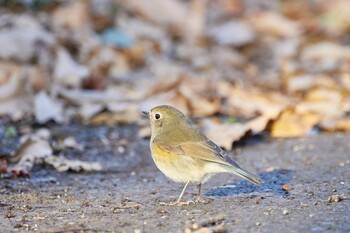 ルリビタキ 秋ヶ瀬公園 2022年1月8日(土)