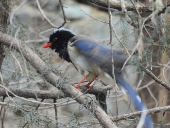 Red-billed Blue Magpie 北京植物園(北京) Sat, 1/8/2022