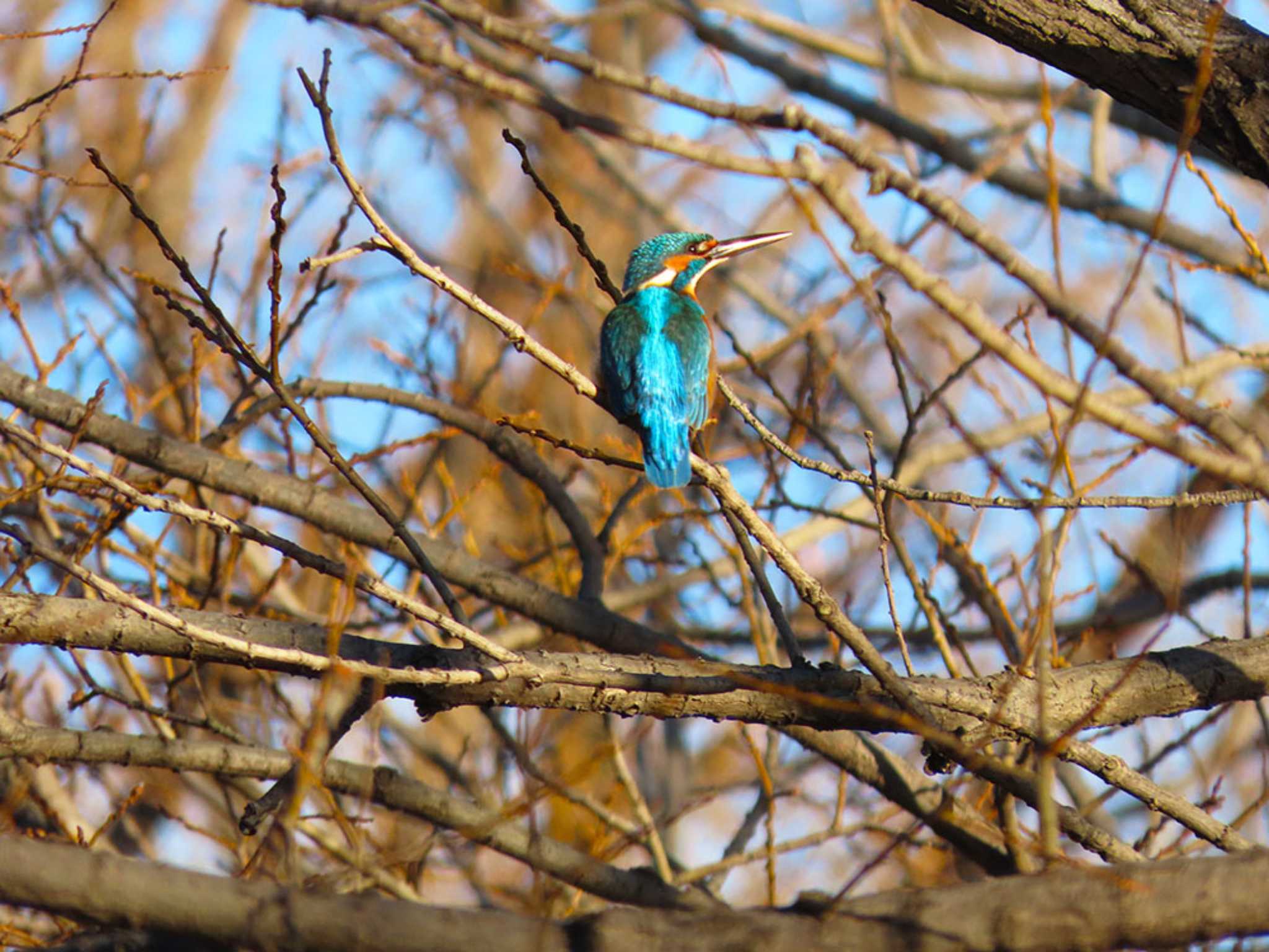 Common Kingfisher