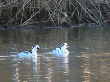 Fri, 12/31/2021 Birding report at 彩湖・道満グリーンパーク