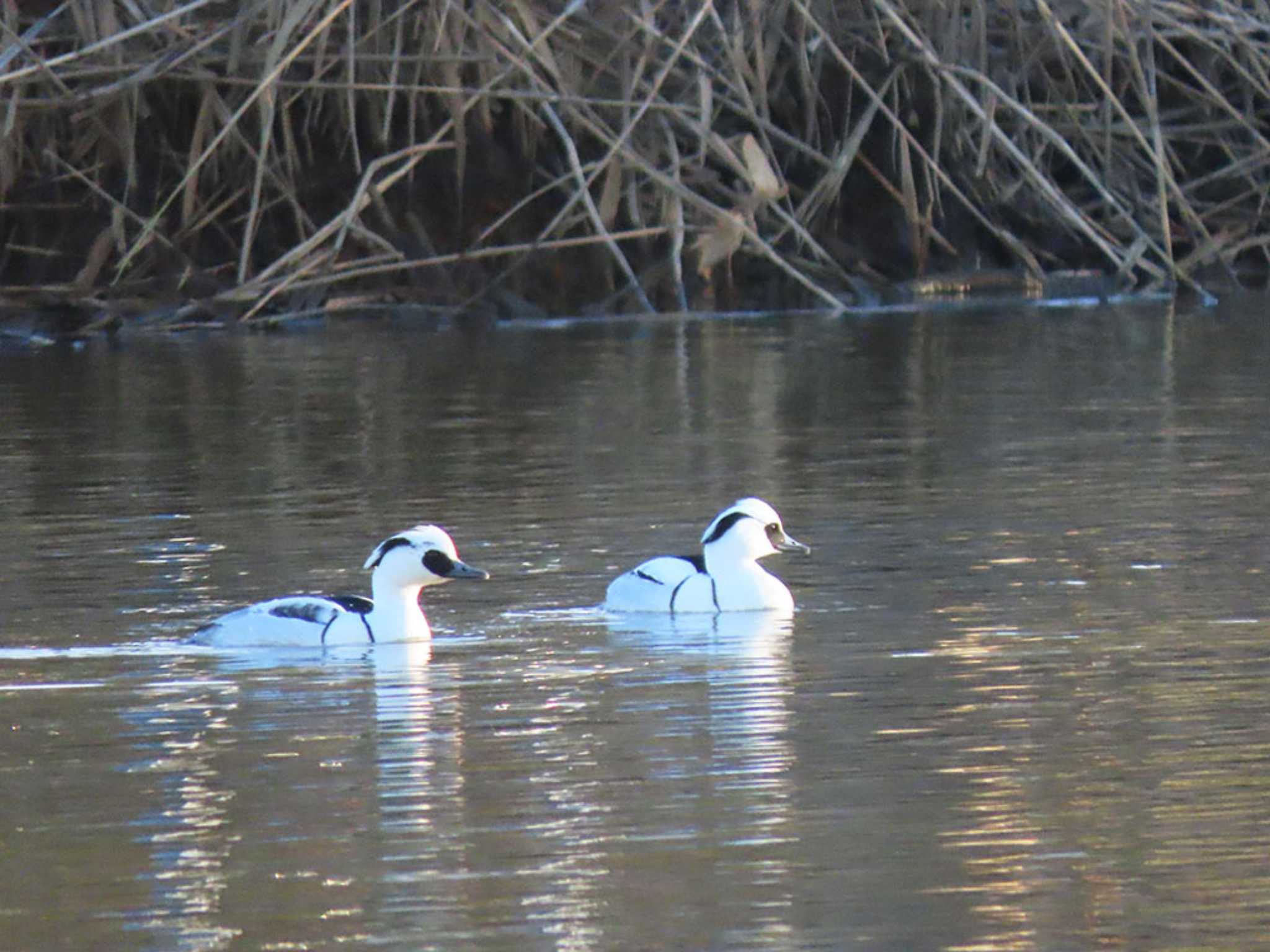 Photo of Smew at 彩湖・道満グリーンパーク by Naomi♪