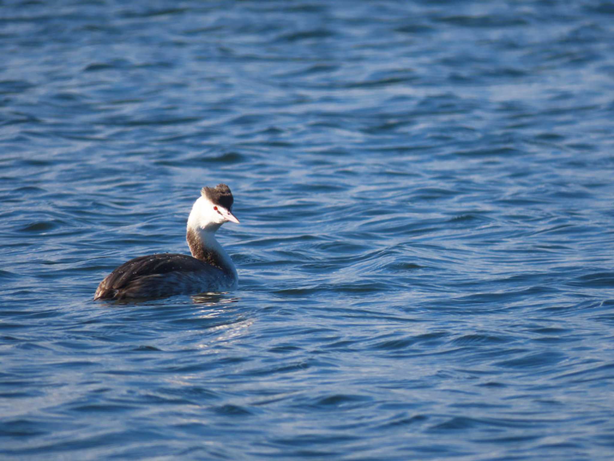 Great Crested Grebe