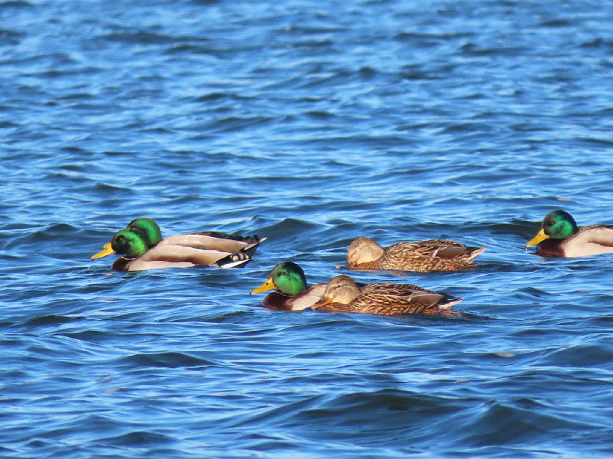 Photo of Mallard at 彩湖・道満グリーンパーク by Naomi♪