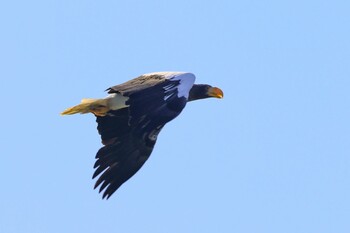 Steller's Sea Eagle Unknown Spots Sat, 1/8/2022