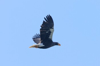 Steller's Sea Eagle Unknown Spots Sat, 1/8/2022