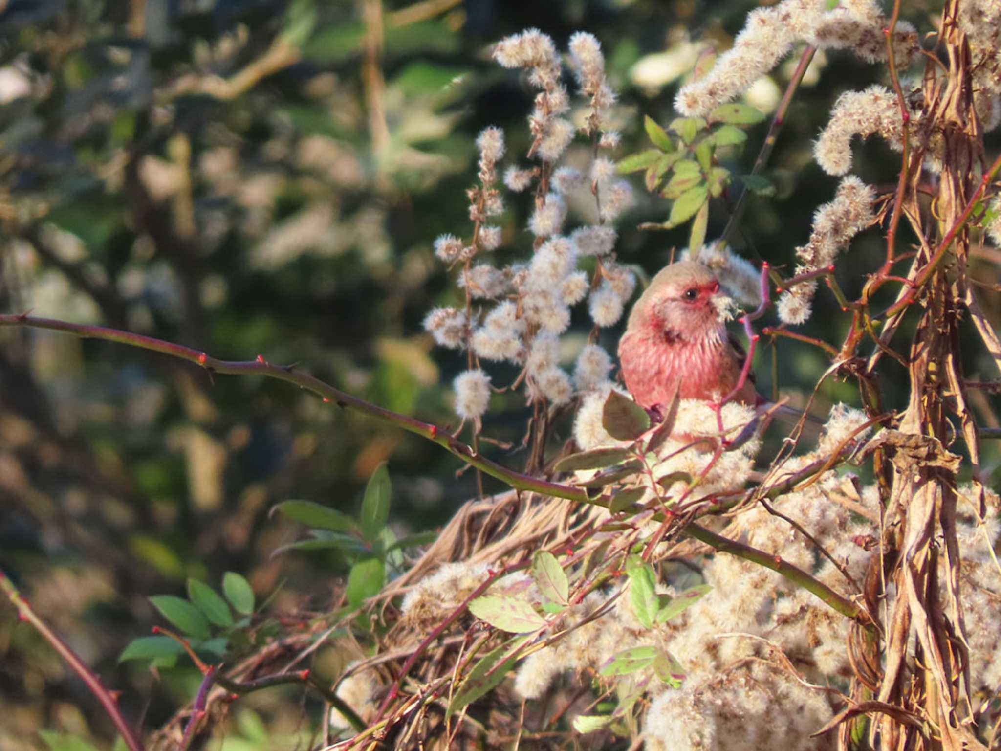 ふれあい松戸川 ベニマシコの写真 by Naomi♪