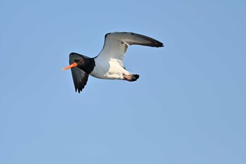 Eurasian Oystercatcher Sambanze Tideland Sat, 1/8/2022