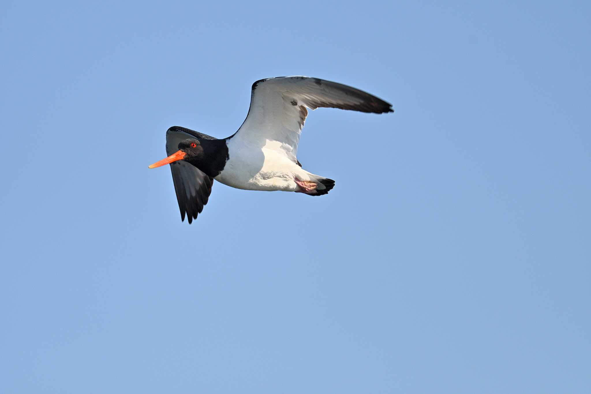 Photo of Eurasian Oystercatcher at Sambanze Tideland by tantan