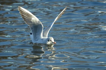 Black-headed Gull 乙戸沼公園 Sat, 1/8/2022