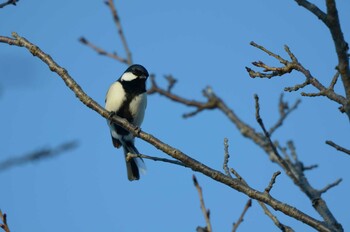 シジュウカラ 乙戸沼公園 2022年1月8日(土)