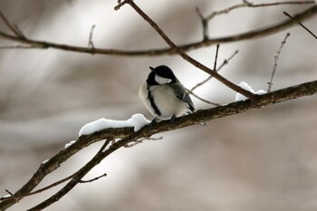 Japanese Tit 茅野市 Fri, 12/31/2021