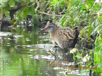 Brown-cheeked Rail 金武町田いも畑(沖縄県) Tue, 12/28/2021