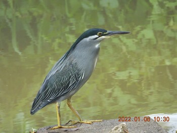 Striated Heron 恩納村 Thu, 1/6/2022