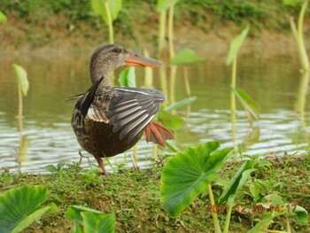 Northern Shoveler 金武町田いも畑(沖縄県) Tue, 12/28/2021