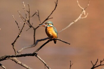 Common Kingfisher Shakujii Park Sun, 1/9/2022