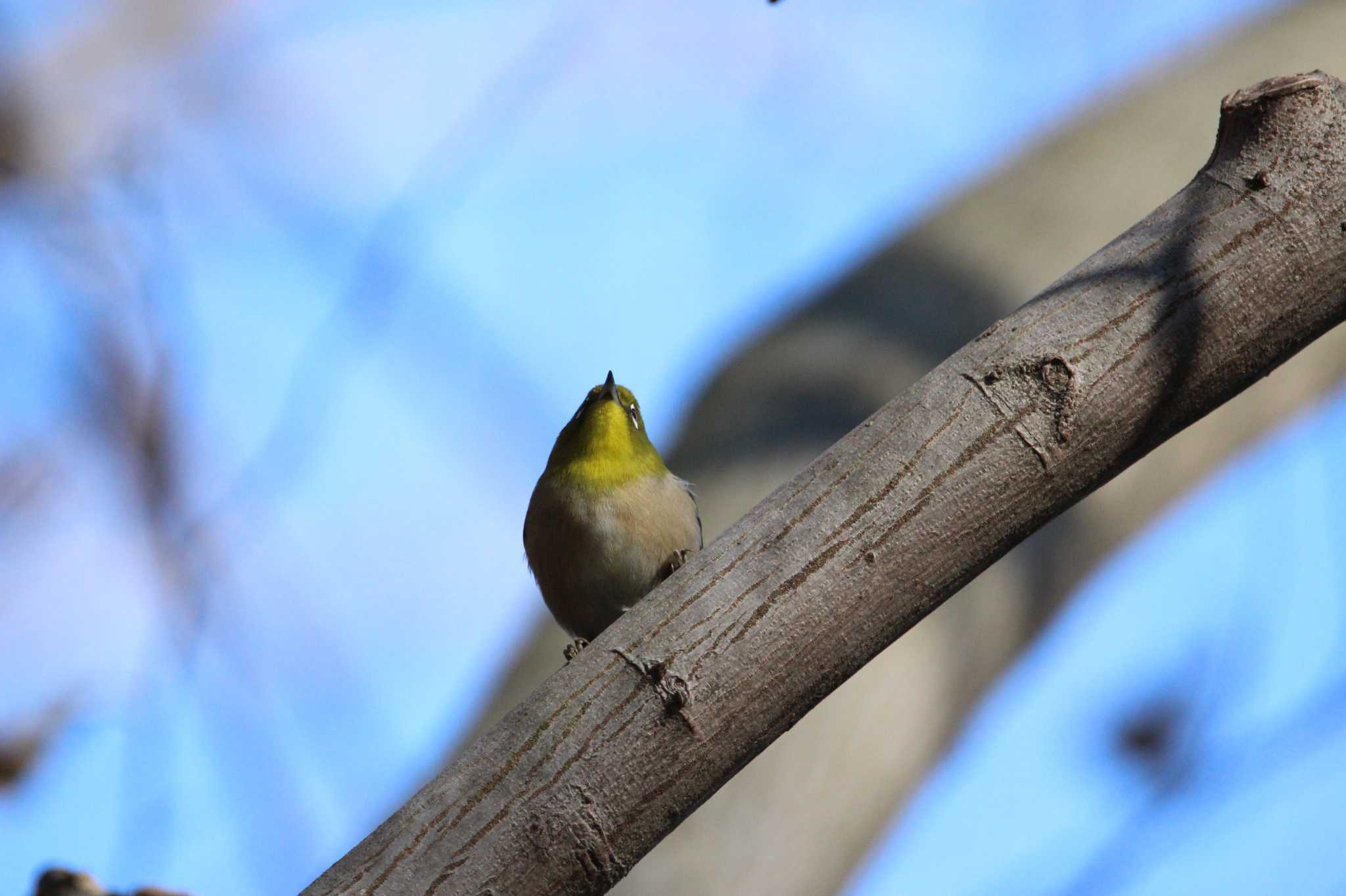 Warbling White-eye