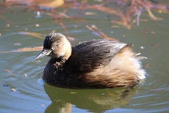 Little Grebe Shakujii Park Sun, 1/9/2022