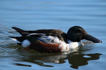 Northern Shoveler Shakujii Park Sun, 1/9/2022