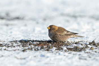 2021年12月30日(木) 能取岬(網走市)の野鳥観察記録