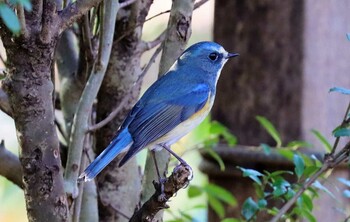 ルリビタキ 小山田緑地公園 2022年1月9日(日)