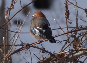 Eurasian Jay(brandtii) 真駒内川 Sun, 1/9/2022