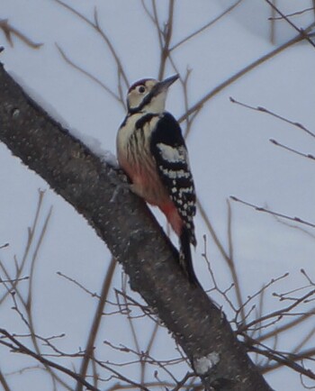 White-backed Woodpecker(subcirris) 真駒内川 Sun, 1/9/2022