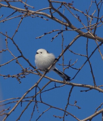 Long-tailed tit(japonicus) Makomanai Park Sun, 1/9/2022