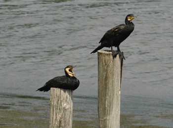 カワウ 東京港野鳥公園 2017年7月13日(木)