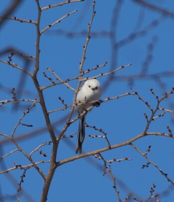 Long-tailed tit(japonicus) Makomanai Park Sun, 1/9/2022