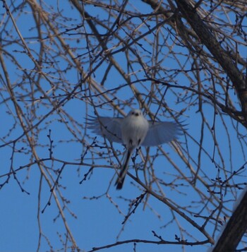 Long-tailed tit(japonicus) Makomanai Park Sun, 1/9/2022