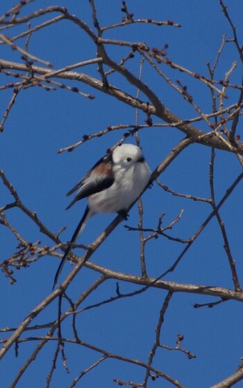 Long-tailed tit(japonicus) Makomanai Park Sun, 1/9/2022