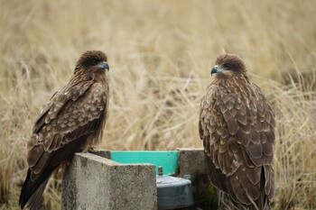 2022年1月9日(日) 潟ノ内(島根県松江市)の野鳥観察記録