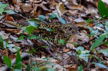 2022年1月9日(日) 枚方市の野鳥観察記録