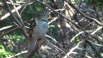 2022年1月9日(日) 三重県民の森の野鳥観察記録